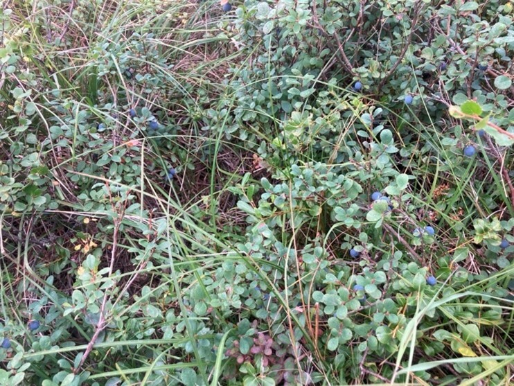 Bethel Blueberries