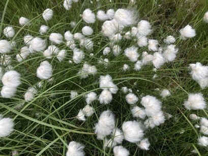 Bethel Cottonwood